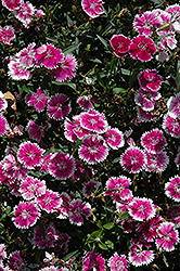Telstar Purple Picotee Pinks (Dianthus 'Telstar Purple Picotee') at A Very Successful Garden Center