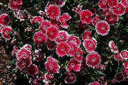 Telstar Picotee Pinks (Dianthus 'Telstar Picotee') at A Very Successful Garden Center