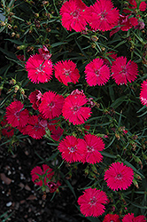 Ideal Select Rose Pinks (Dianthus 'Ideal Select Rose') at A Very Successful Garden Center