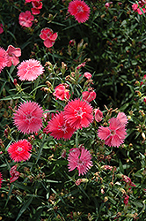 Ideal Select Salmon Pinks (Dianthus 'Ideal Select Salmon') at Lakeshore Garden Centres