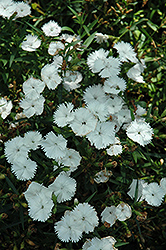 Ideal Select White Pinks (Dianthus 'Ideal Select White') at A Very Successful Garden Center