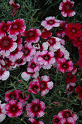 Venti Parfait Crimson Eye Pinks (Dianthus 'Venti Parfait Crimson Eye') at A Very Successful Garden Center