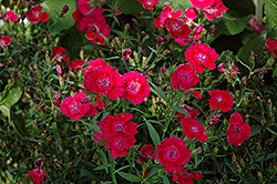 Ideal Select Red Pinks (Dianthus 'Ideal Select Red') at A Very Successful Garden Center