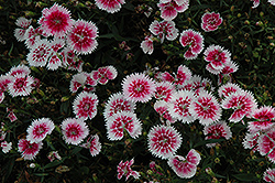 Ideal Select Whitefire Pinks (Dianthus 'Ideal Select Whitefire') at Lakeshore Garden Centres