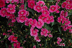 Ideal Select Raspberry Pinks (Dianthus 'Ideal Select Raspberry') at Lakeshore Garden Centres
