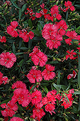 Telstar Coral Pinks (Dianthus 'Telstar Coral') at A Very Successful Garden Center