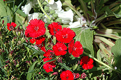 Telstar Scarlet Pinks (Dianthus 'Telstar Scarlet') at A Very Successful Garden Center