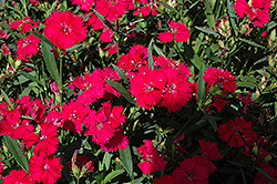 Telstar Carmine Rose Pinks (Dianthus 'Telstar Carmine Rose') at A Very Successful Garden Center