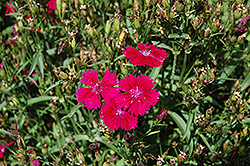 Telstar Burgundy Pinks (Dianthus 'Telstar Burgundy') at A Very Successful Garden Center