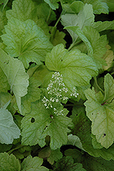 Electric Lime Coral Bells (Heuchera 'Electric Lime') at Lakeshore Garden Centres