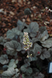 Prince Of Silver Coral Bells (Heuchera 'Prince Of Silver') at Stonegate Gardens