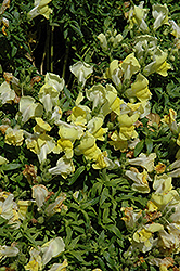 Trailing Snapshot Yellow Snapdragon (Antirrhinum majus 'Trailing Snapshot Yellow') at A Very Successful Garden Center