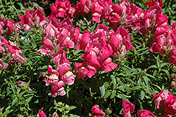 Trailing Snapshot Rose Snapdragon (Antirrhinum majus 'Trailing Snapshot Rose') at A Very Successful Garden Center