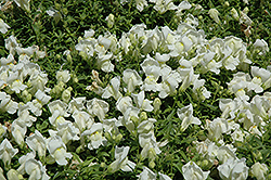 Trailing Snapshot White Snapdragon (Antirrhinum majus 'Trailing Snapshot White') at A Very Successful Garden Center