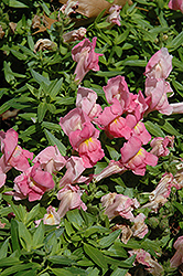 Trailing Snapshot Pink Snapdragon (Antirrhinum majus 'Trailing Snapshot Pink') at Lakeshore Garden Centres