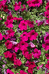 Picobella Cascade Purple Petunia (Petunia 'Picobella Cascade Purple') at A Very Successful Garden Center