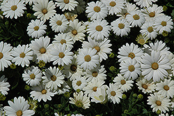 Pure White African Daisy (Osteospermum 'Pure White') at A Very Successful Garden Center