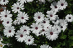 Asti White African Daisy (Osteospermum 'Asti White') at A Very Successful Garden Center
