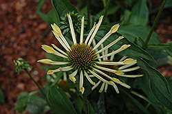 Passion Flute Coneflower (Echinacea 'Passion Flute') at A Very Successful Garden Center