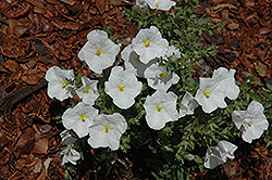 Summer Splash White Cupflower (Nierembergia 'Sunnicopaho') at Lakeshore Garden Centres