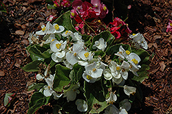 Olympia White Begonia (Begonia 'Olympia White') at A Very Successful Garden Center