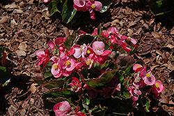 Olympia Pink Begonia (Begonia 'Olympia Pink') at Lakeshore Garden Centres