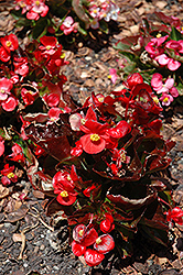 Olympia Red Begonia (Begonia 'Olympia Red') at A Very Successful Garden Center