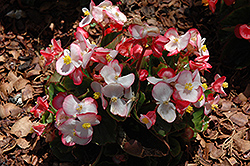Olympia Bicolor Begonia (Begonia 'Olympia Bicolor') at A Very Successful Garden Center