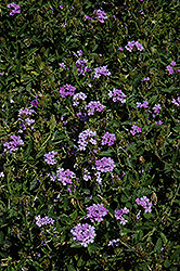 Princess Dark Lavender Verbena (Verbena 'Princess Dark Lavender') at A Very Successful Garden Center
