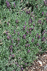 Laveanna Grand Purple Lavender (Lavandula stoechas 'Laveanna Grand Purple') at Lakeshore Garden Centres