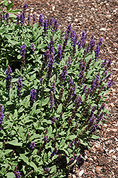 Sensation Blue Meadow Sage (Salvia nemorosa 'Sensation Blue') at A Very Successful Garden Center