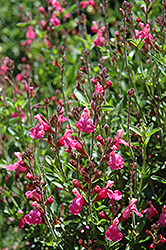 Flamenco Rose Sage (Salvia 'Flamenco Rose') at A Very Successful Garden Center