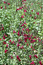 SallyG Magenta Autumn Sage (Salvia greggii 'SallyG Magenta') at A Very Successful Garden Center