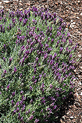 Little Bee Lilac Lavender (Lavandula stoechas 'Little Bee Lilac') at A Very Successful Garden Center