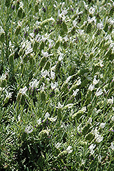 Laveanna White Frost Lavender (Lavandula stoechas 'Laveanna White Frost') at Lakeshore Garden Centres