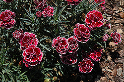 Sunflor Margarita Carnation (Dianthus caryophyllus 'Sunflor Margarita') at Stonegate Gardens