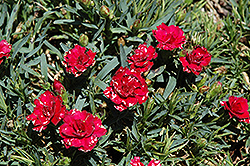 Oscar Red Carnation (Dianthus caryophyllus 'Oscar Red') at Stonegate Gardens