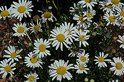 White Breeze Shasta Daisy (Leucanthemum x superbum 'White Breeze') at A Very Successful Garden Center