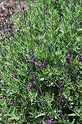 Ultra Violet Autumn Sage (Salvia greggii 'Ultra Violet') at A Very Successful Garden Center