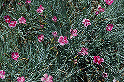 Pixie Pinks (Dianthus 'Pixie') at A Very Successful Garden Center