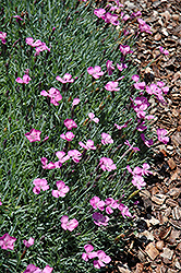 Gary Eichhorn Alpine Pinks (Dianthus subacaulis 'Gary Eichhorn') at A Very Successful Garden Center