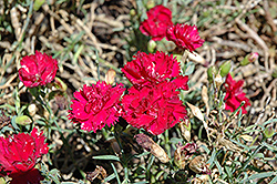 Garden Spice Red Carnation (Dianthus caryophyllus 'Garden Spice Red') at Lakeshore Garden Centres