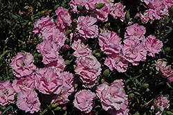 Garden Spice Pink Carnation (Dianthus caryophyllus 'Garden Spice Pink') at A Very Successful Garden Center
