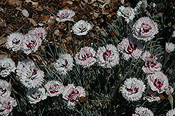 Silver Star Pinks (Dianthus 'Silver Star') at Lakeshore Garden Centres