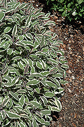 Silver Sabre Sage (Salvia officinalis 'Silver Sabre') at A Very Successful Garden Center
