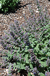 Purple Haze Catmint (Nepeta 'Purple Haze') at A Very Successful Garden Center