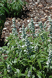 Cathedral White Salvia (Salvia farinacea 'Cathedral White') at Lakeshore Garden Centres