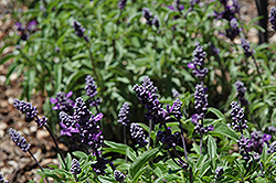 Cathedral Purple Salvia (Salvia farinacea 'Cathedral Purple') at A Very Successful Garden Center