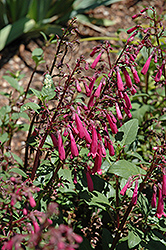Passionate Pink Cape Fuchsia (Phygelius 'Passionate Pink') at A Very Successful Garden Center