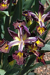 Missouri Iron Ore Iris (Iris 'Missouri Iron Ore') at A Very Successful Garden Center